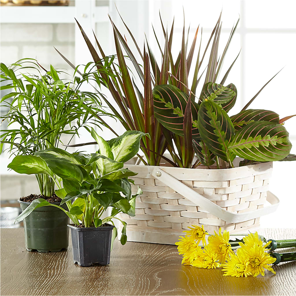 Florist Designed Blooming and Green Plants in a Basket – BLOOMERS FLOWERS & GIFTS, Campbell CA