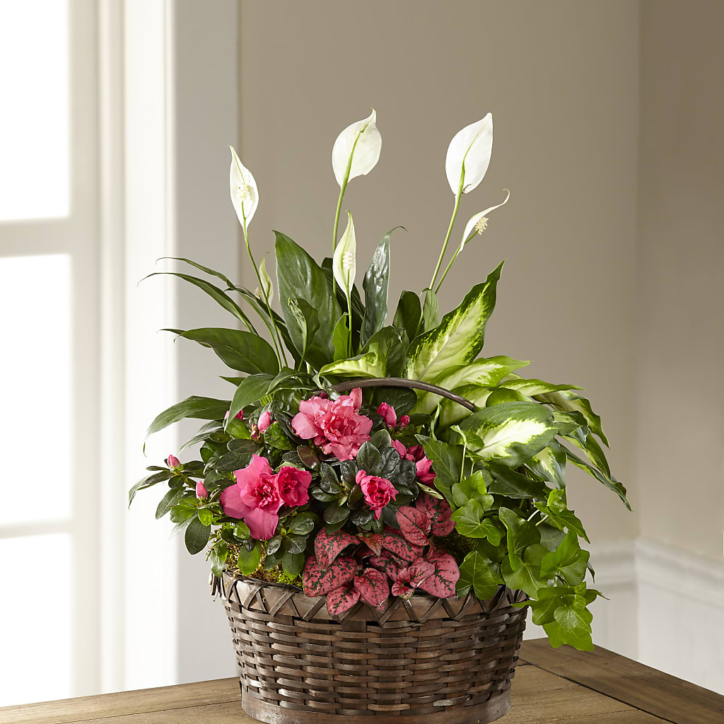 Dream in Pink Dishgarden – BLOOMERS FLOWERS & GIFTS, Campbell CA