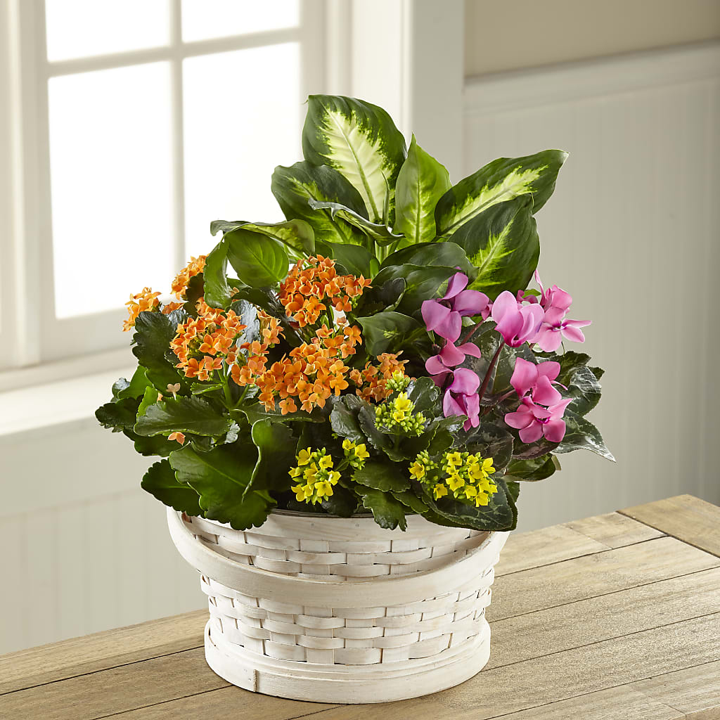 Color Crush Dishgarden – BLOOMERS FLOWERS & GIFTS, Campbell CA