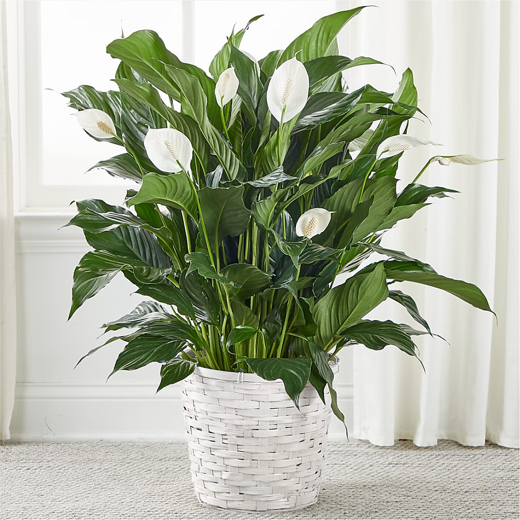 A New Leaf Peace Lily – BLOOMERS FLOWERS & GIFTS, Campbell CA
