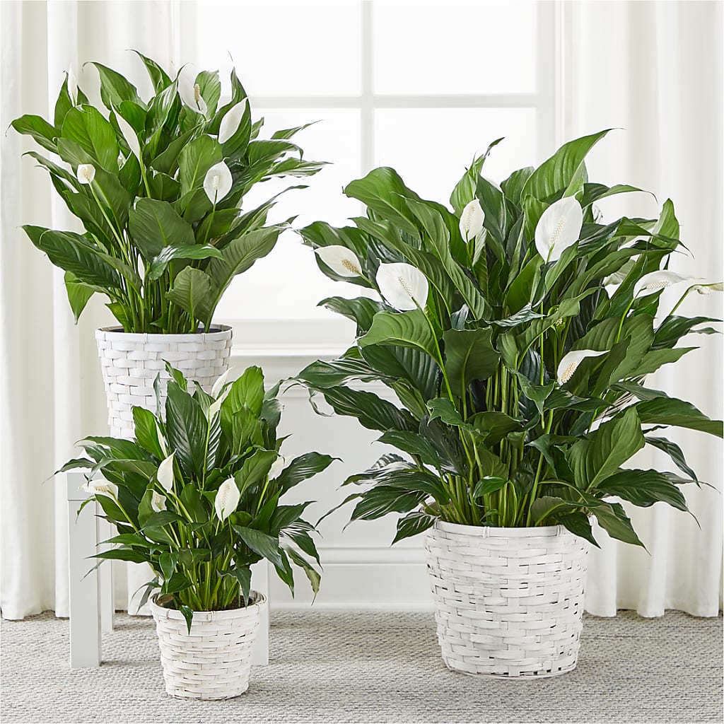 A New Leaf Peace Lily – BLOOMERS FLOWERS & GIFTS, Campbell CA