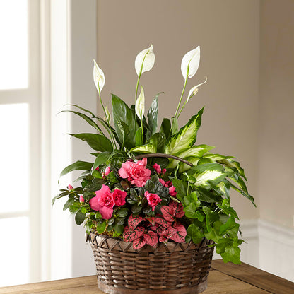Dream in Pink Dishgarden – BLOOMERS FLOWERS & GIFTS, Campbell CA