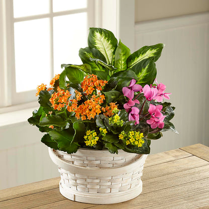 Color Crush Dishgarden – BLOOMERS FLOWERS & GIFTS, Campbell CA