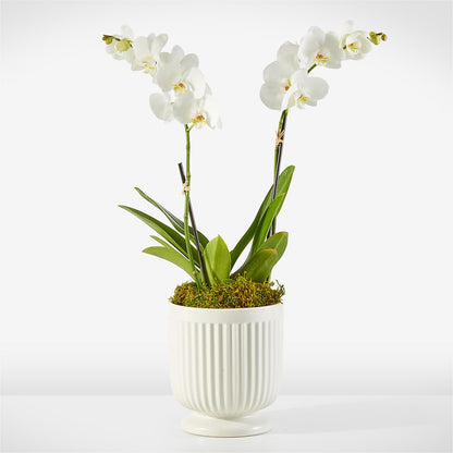 Whispering White Orchid – BLOOMERS FLOWERS & GIFTS, Campbell CA