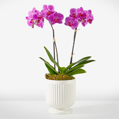 Friendly Fuchsia Orchid – BLOOMERS FLOWERS & GIFTS, Campbell CA