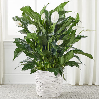 A New Leaf Peace Lily – BLOOMERS FLOWERS & GIFTS, Campbell CA
